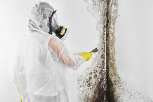 Best Attic Mold Removal  in Montgomery Village, MD