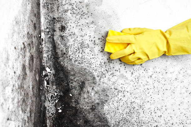 Best Mold Testing  in Montgomery Village, MD