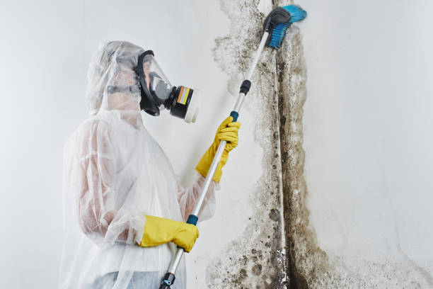 Best Toxic Mold Removal  in Montgomery Village, MD