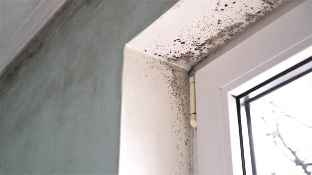 Best Professional Mold Removal  in Montgomery Village, MD