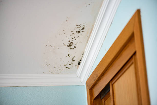 Best Crawl Space Mold Removal  in Montgomery Village, MD