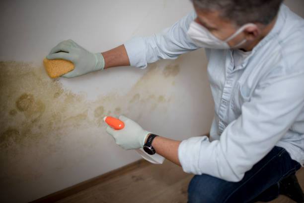 Best Mold Cleaning Services  in Montgomery Village, MD