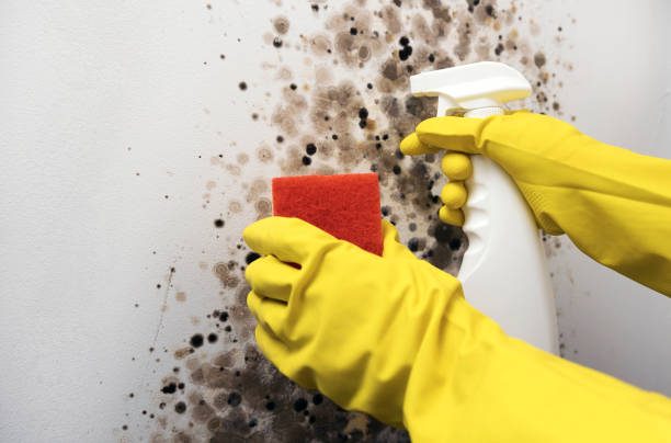 Attic Mold Removal in Montgomery Village, MD