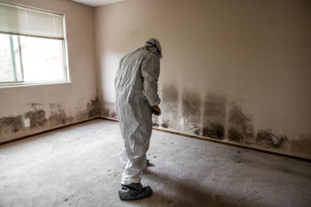 Best Mold Damage Repair  in Montgomery Village, MD